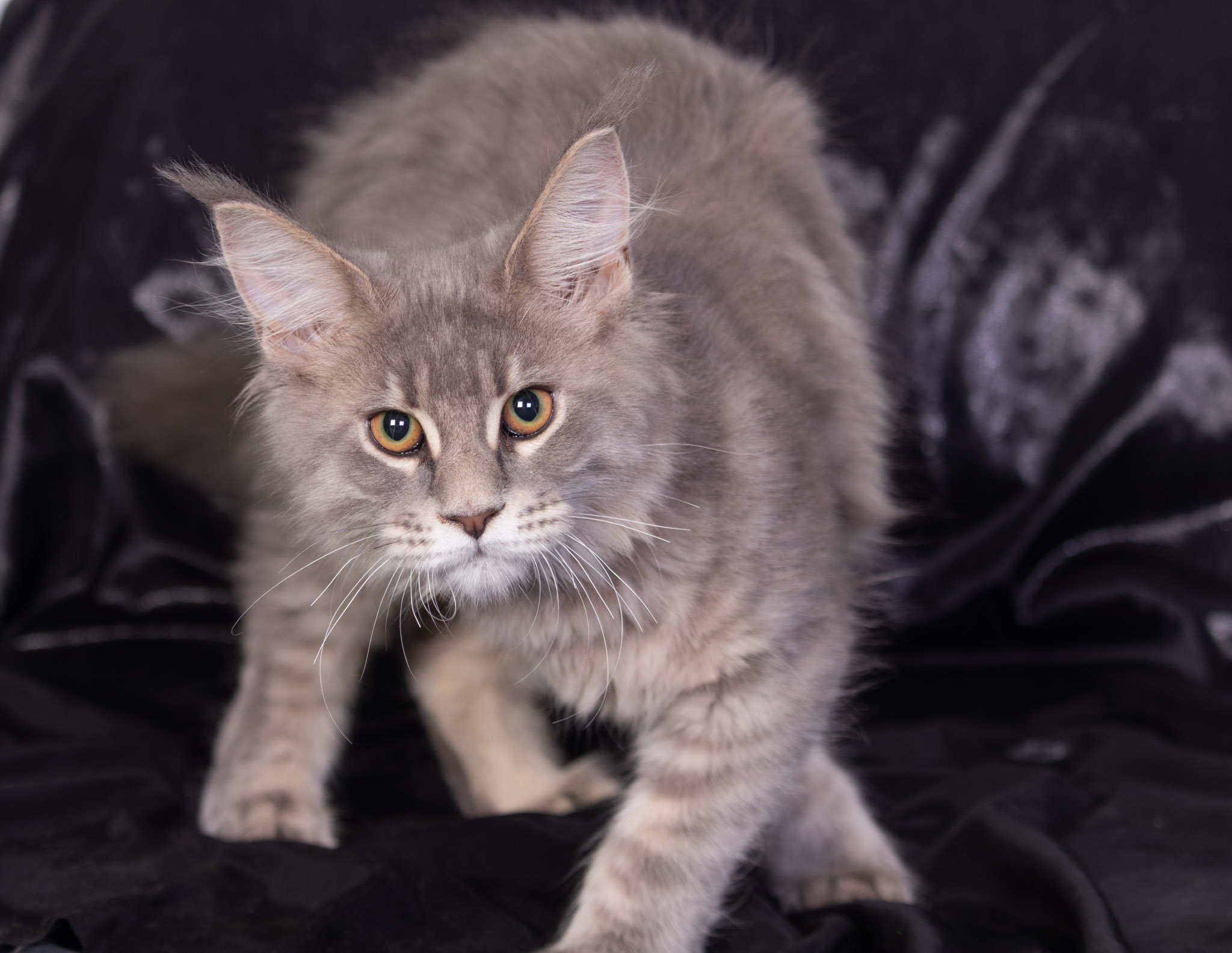 Filhote maine coon